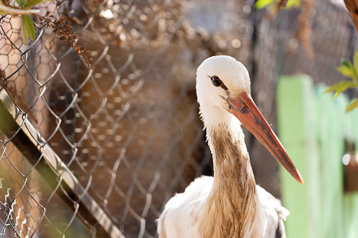 Portrait of Stork bird at zoo
