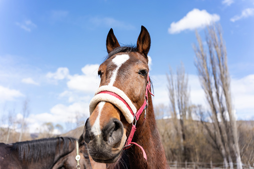 Portrait of beautiful of horse on farm