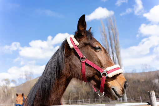 Beautiful horse at farm