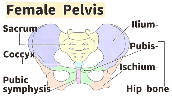Female Pelvis Anatomy Front View Labeled Diagram Ilustrasi Stok Biology Diagrams