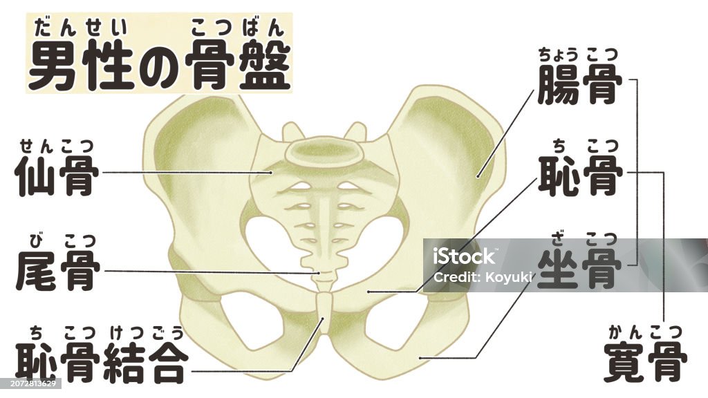 Male Pelvis Anatomy Front View Labeled Diagram Ilustrasi Stok Biology Diagrams