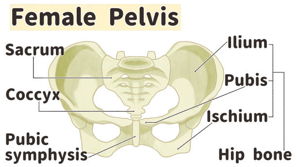 60+ Pelvic Girdle Diagram Stock Photos, Pictures & Royalty-Free Images -  iStock