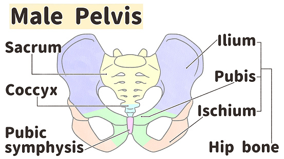 Male Pelvis Anatomy Front View Labeled Diagram Ilustrasi Stok Biology Diagrams