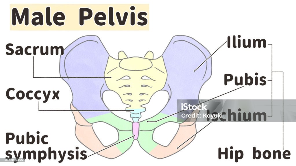 Male Pelvis Anatomy Front View Labeled Diagram Biology Diagrams