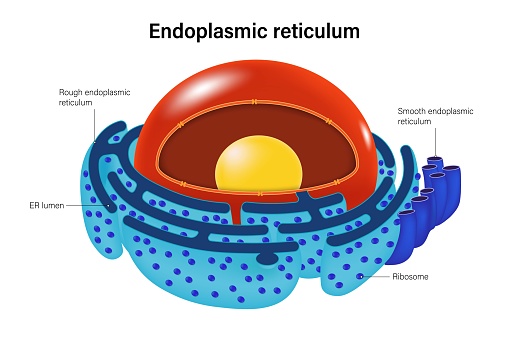 Endoplasmic Reticulum structure vector. Rough endoplasmic reticulum and Smooth endoplasmic reticulum.
