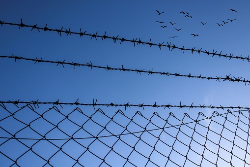 thorny fence and birds flying in the sky in the background. symbol of freedom