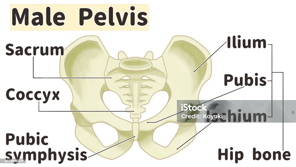 Male Pelvis Anatomy Front View Labeled Diagram Stock Illustration ... Biology Diagrams
