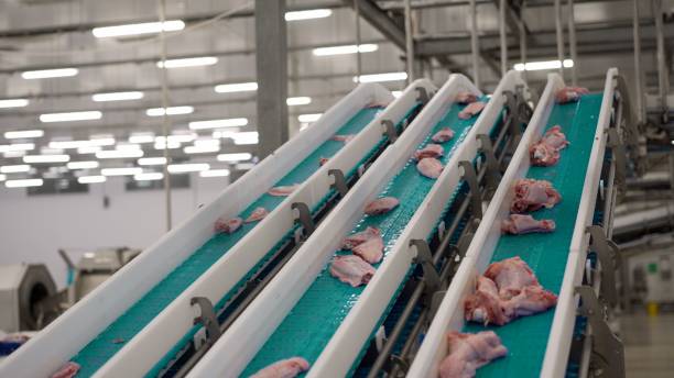 istock Meat processing plant, cut up fresh chicken carcasses without feathers, on a conveyor belt, plucked and without heads go along the line, in a large poultry production plant. Meat, chicken carcasses on a conveyor belt, poultry farm. 2072834878