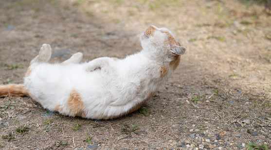 cat lying down