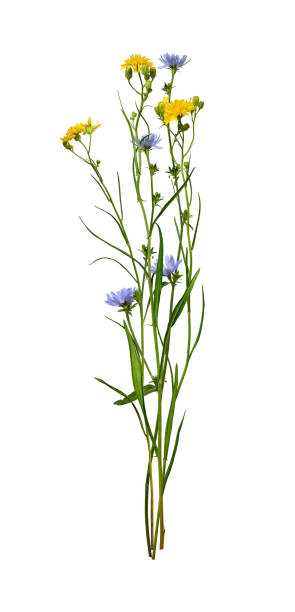 istock Summer bouquet of wildflowers. 2072874309