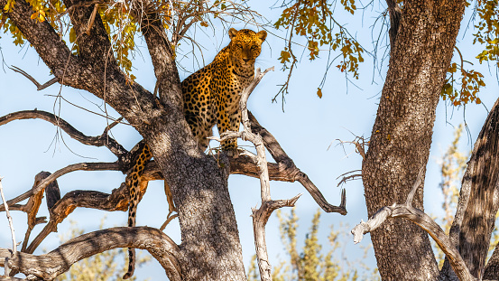 Leopard ( Panthera Pardus) in a tree with beautiful sunlight on his face, Etosha National Park, Namibia.  Horizontal.