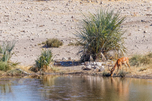 istock A male black-faced impala (Aepyceros melampus petersi) drinking at a waterhole, Onguma Game Reserve ( neighbour of Etosha), Namibia. 2072891642