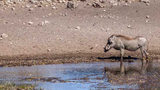 Warthog ( Phacochoerus Africanus) drinking at a waterhole, Onguma Game Reserve ( neighbour of Etosha), Namibia.  Horizontal.