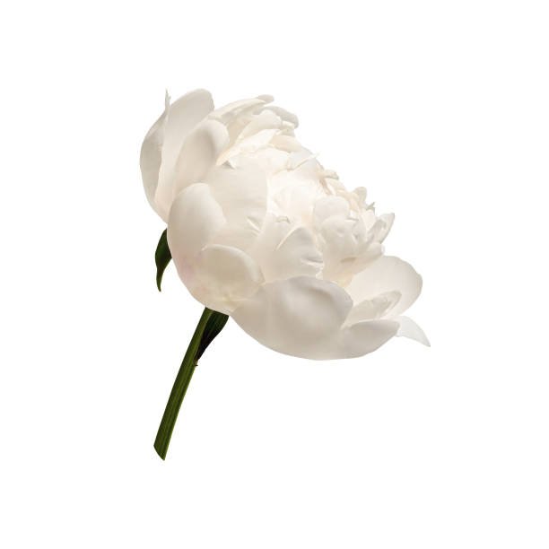 istock White peony flower isolated on white background. 2072892171