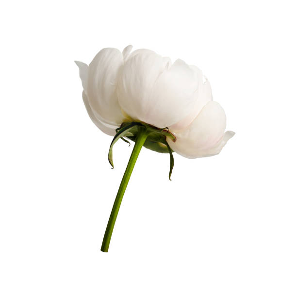 istock White peony flower isolated on white background. 2072892685