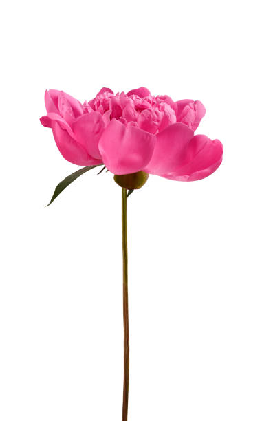 istock Pink peony flower with stem isolated on white background. 2072892698