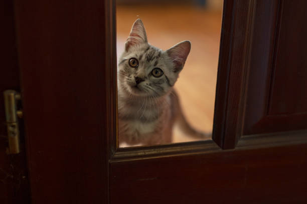 A cat looking through a frame of the door