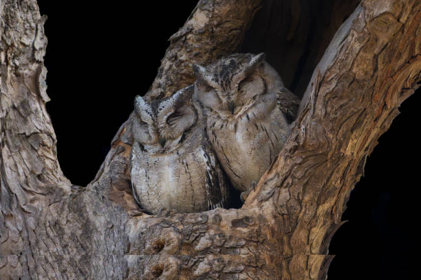 Pair of Indian Scops owl perched on the tree