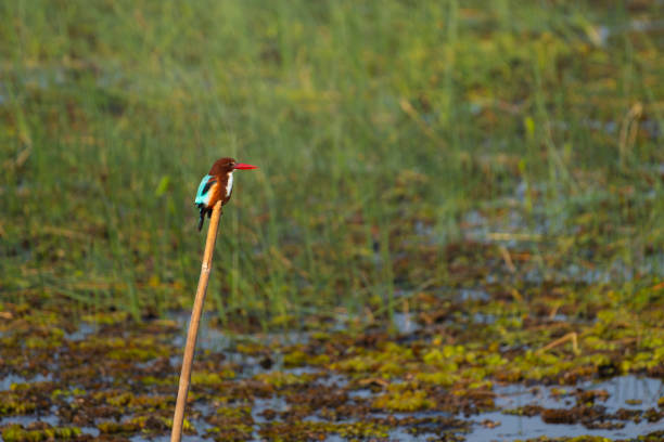 White breasted Kingfisher perched on the the dry branch of tree