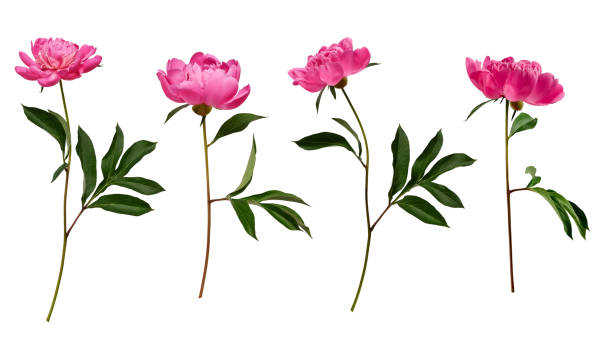 Botanical Collection. Four pink peony flowers isolated on a white background.