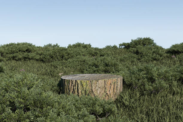 3d render platform and natural podium background, Dead tree stump in the forest for product display, advertising, mockup, showcase or etc