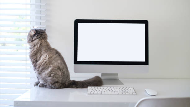istock Blank computer monitor and cute fluffy cat on white table in modern home. 2072924600