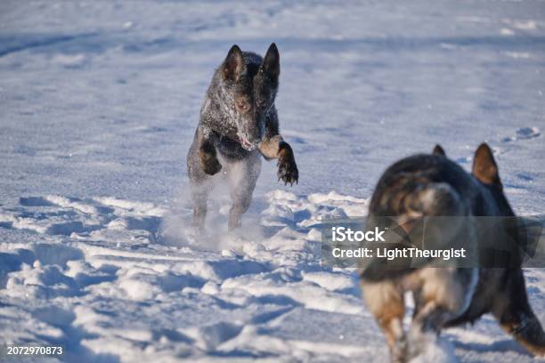 Beautiful German Shepherd Dogs Playing On A Snowy Meadow On A Sunny ...