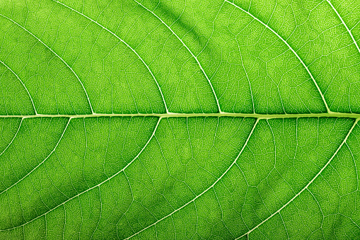 macro texture green leaf, natural structure of the veins on the leaves, nature background