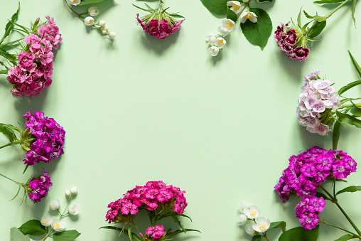 Frame of summer bright wildflowers on pastel green background. Copy space, flat lay, top view, mockup