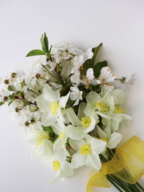 spring card layout. bouquet of daffodils and blooming apple tree branches