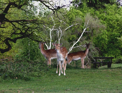 Deer Park beautiful
