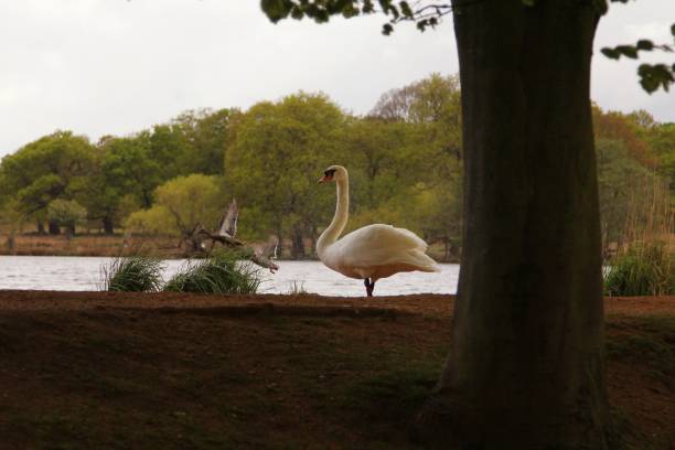 istock Park deer swan lake 2073016015