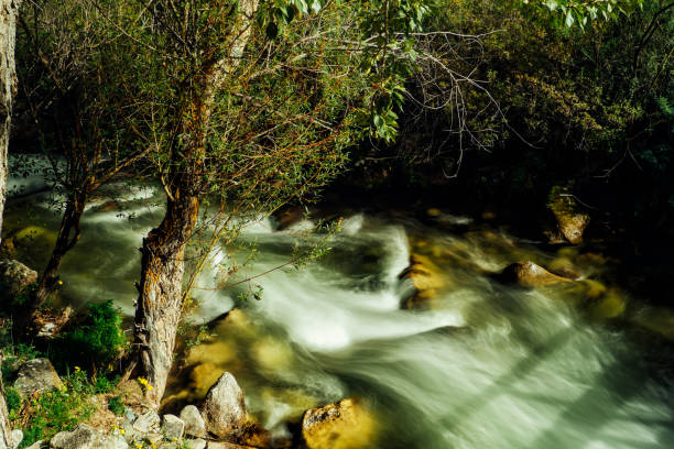 Mountain stream in the dense green forest in sunny summer day. Smooth river water flowing on long exposure.