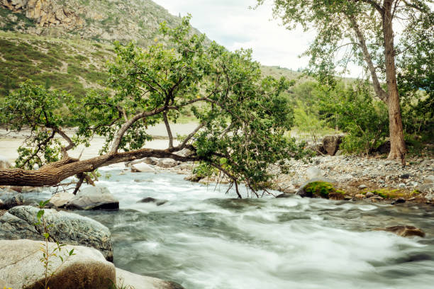 istock Fallen tree dips its branches into the water of swift mountain river. Cloudy highlands landscape. Long exposure. 2073018039