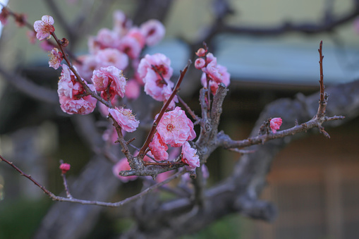 Beautiful sakura flowe while blooming.