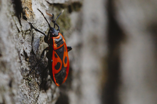 Common blush insect beetle preparing for winter hibernation