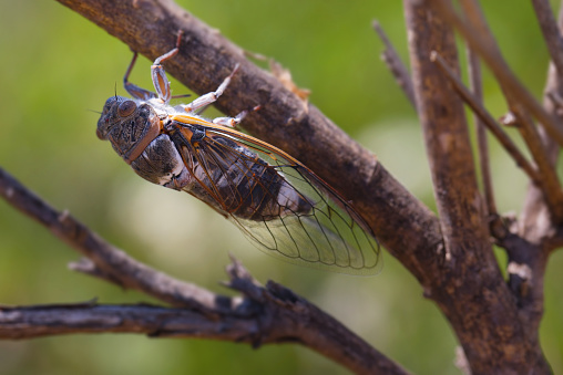 Closeup image of a cicada on leaves.  Cicadas will spend up to 17 years underground as larvae before hatching. They are known as one of the loudest insects.