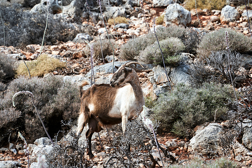 Wild goat on a rocky mountainside on the island of Crete, Greece
