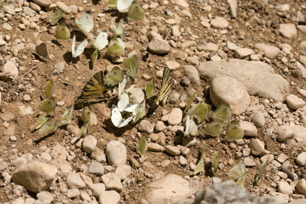 Butterflies drinking water on nature location of Croatia, Europe