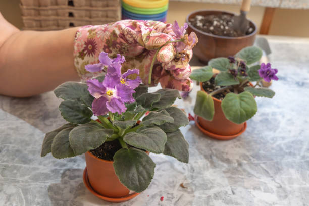istock Women's hands pluck wilted violet (Saintpaulia) flowers. Close-up 2073078655