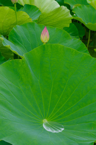 A lotus flower among green lotus leaves