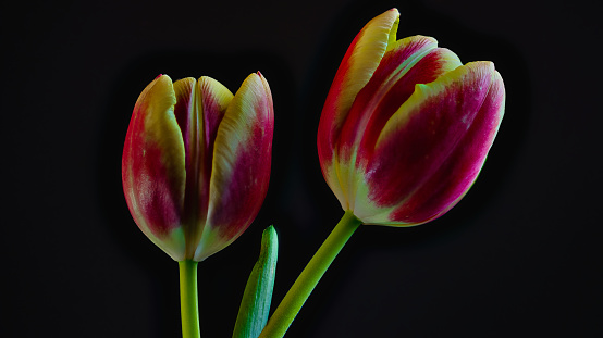 Tulips macro