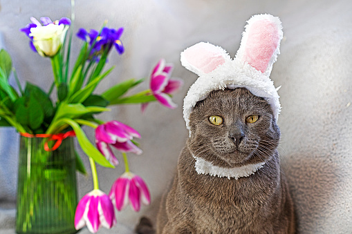funny Burmese cat in a hat with an Easter bunny Boni near a bouquet of flowers. Easter