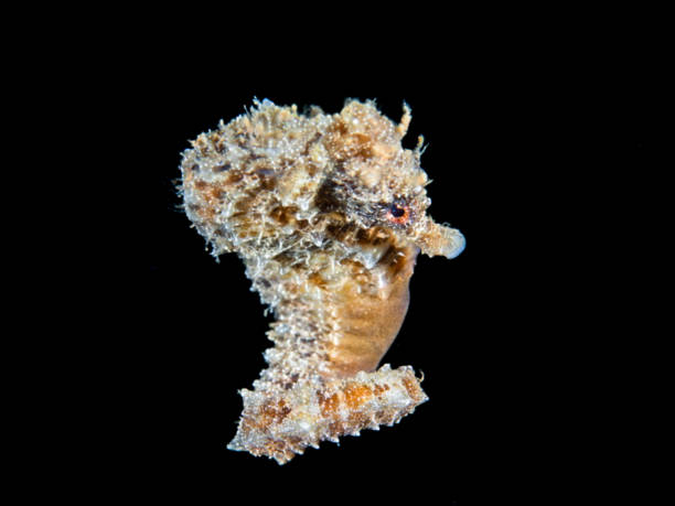istock Golden seahorse 2073113447