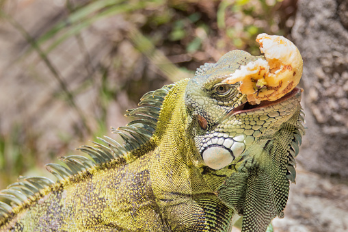 Brazilian Wildlife is very beautiful have many species with colorful variables. Are apes, lizards, mammals, felins, caimans, cats, bats, crabs, spiders, snakes and many others.