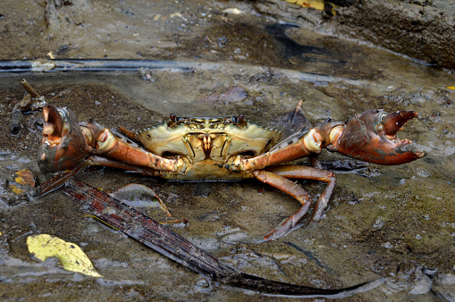 mangrove crabs in the mud