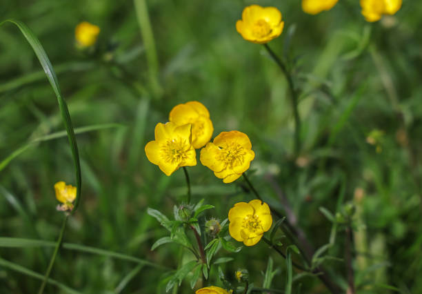 Ranunculus acris is a species of flowering plant in the family Ranunculaceae, Common names include meadow buttercup, tall buttercup, common buttercup and giant buttercup.