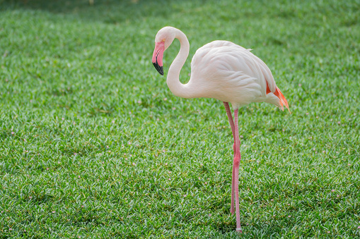 Greater Flamingo: Pink big bird Greater Flamingo, Al Areen Wildlife Park, located in Sakhir, Bahrain. Wildlife animal scene