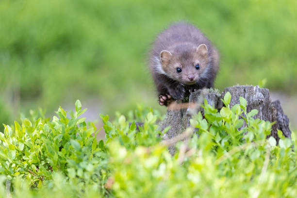 istock Front view of jumping young marten 2073153853