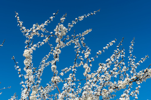 The branches of a white blooming blackthorn with many flowers against a blue, cloudless sky in spring
